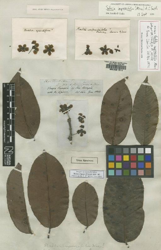 Salacia impressifolia (Miers) A.C.Sm. - BM000617818