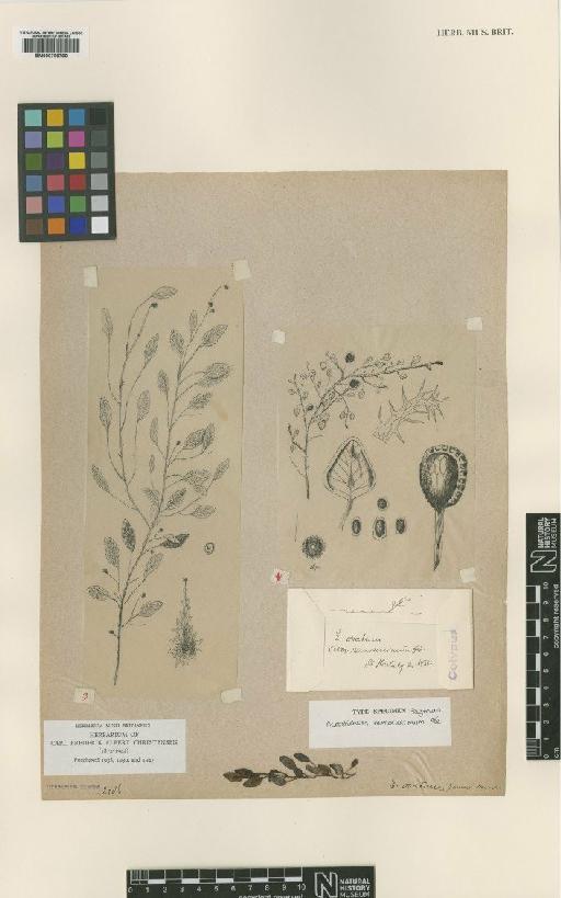 Elaphoglossum ramosissimum (Fée) T.Moore - BM000769790