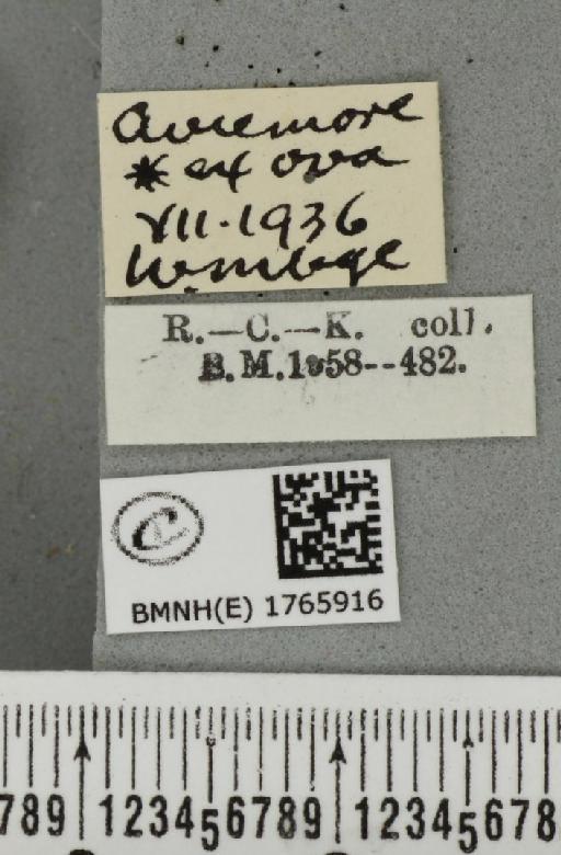 Dysstroma citrata citrata (Linnaeus, 1761) - BMNHE_1765916_label_351419