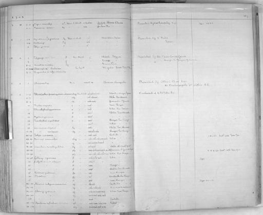 Rhinolophus hipposideros minimus - Zoology Accessions Register: Mammals: 1904 - 1910: page 169