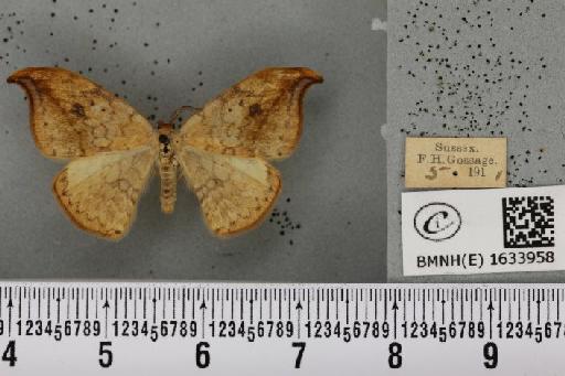 Drepana falcataria (Linnaeus, 1758) - BMNHE_1633958_201010