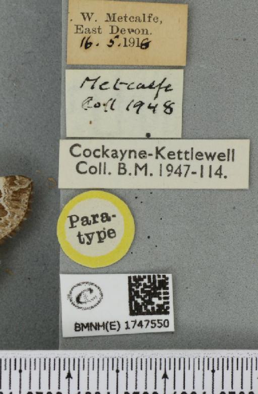 Lampropteryx otregiata (Metcalfe, 1917) - BMNHE_1747550_label_334433