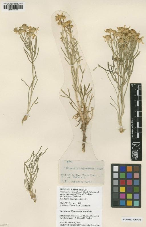 Hymenoxys richardsonii var. utahensis Cockerell - BM001025649