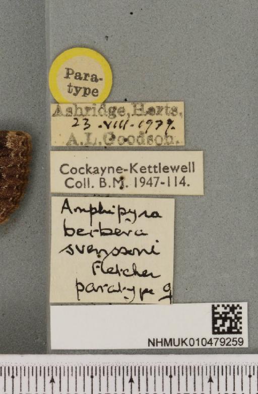 Amphipyra berbera svenssoni Fletcher, D.S., 1968 - NHMUK_010479259_label_571654
