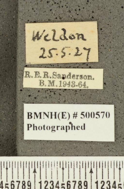 Carterocephalus palaemon (Pallas, 1771) - BMNHE_500570_label_176042