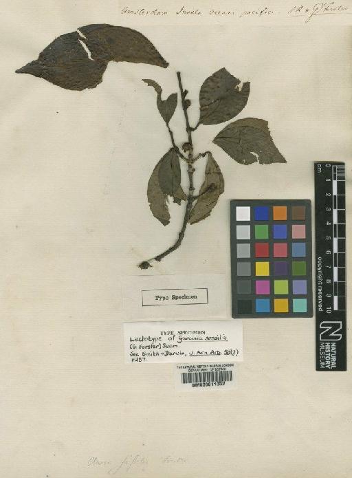 Garcinia sessilis (Forst) Seem. - BM000611832