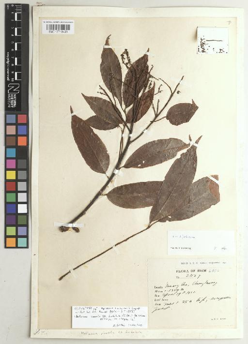 Meliosma pinnata subsp. barbulata (Cufod.) Beusekom ex Welzen - BM013718423