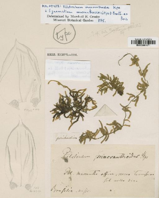 Squamidium nigricans (Hook.) Broth. - BM000961071