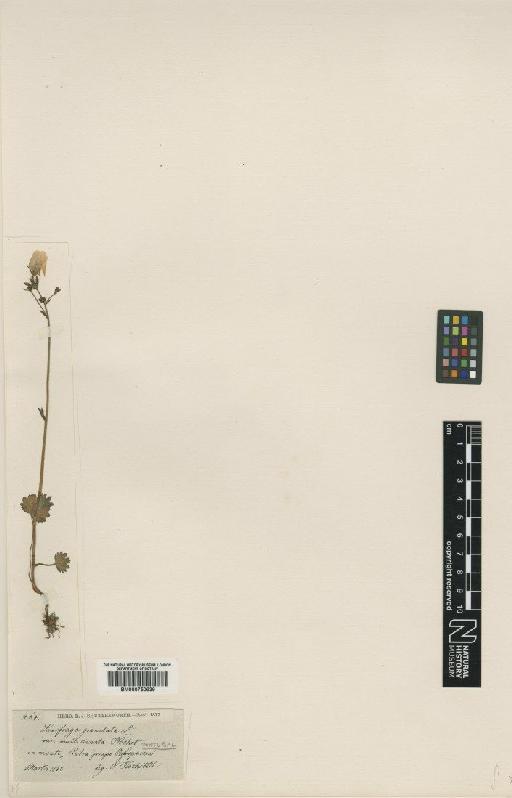 Saxifraga granulata L. - BM000750639