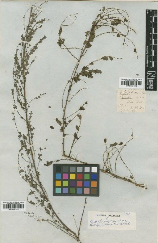 Phyllanthus parvifolius Buch.-Ham. ex D.Don - BM000951412