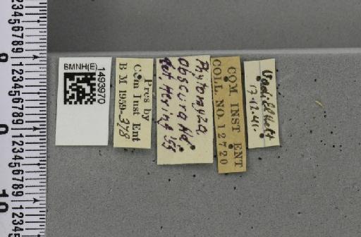Phytomyza obscura Hendel, 1920 - BMNHE_1493970_label_54696