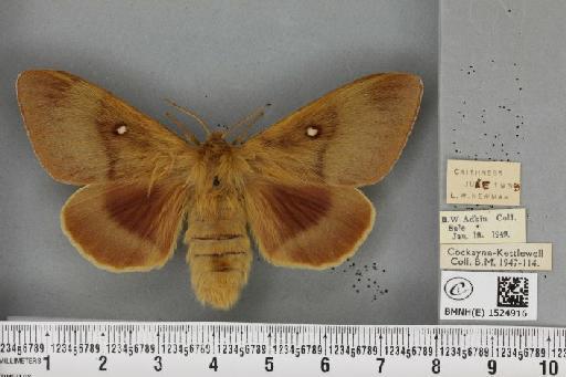 Lasiocampa quercus quercus ab. olivaceo-fasciata Cockerell, 1889 - BMNHE_1524916_193709