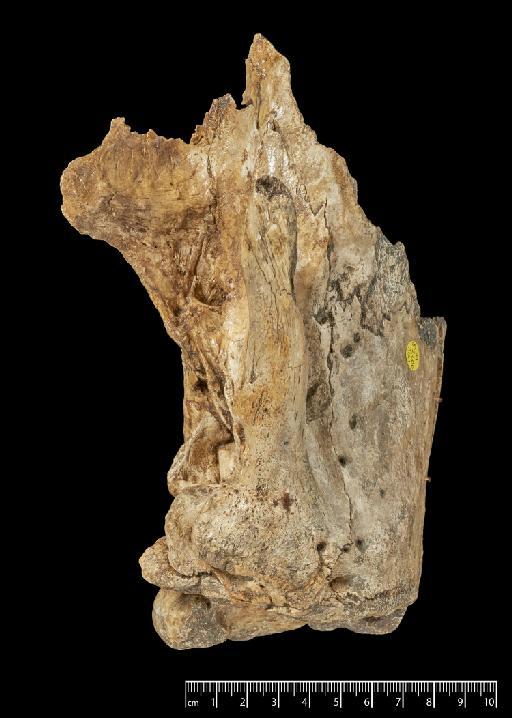 Scelidotherium leptocephalum Owen, 1840 - NHMUK PV M 82206 A (a) (3).tif