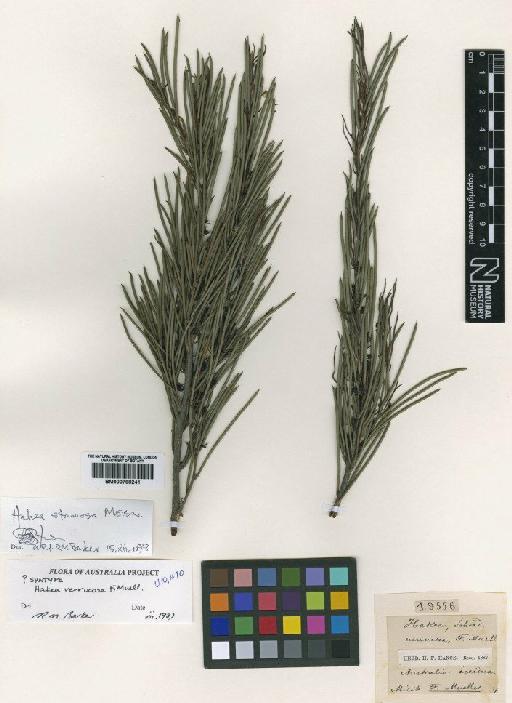 Hakea strumosa Meisn. - BM000798241