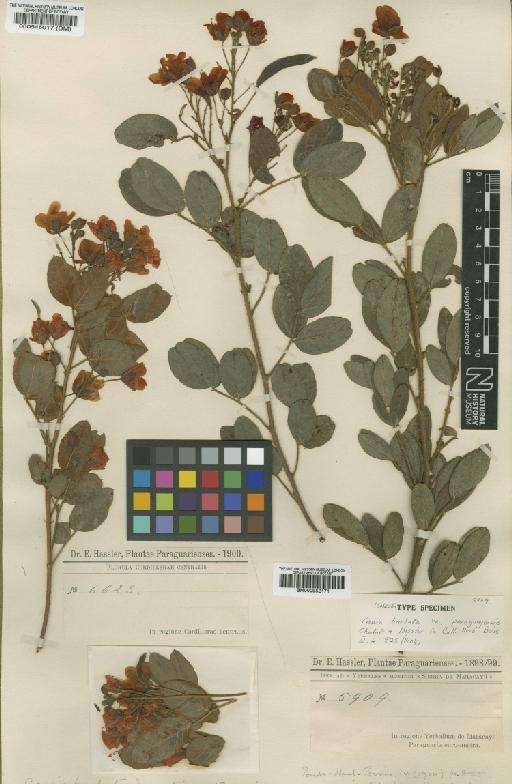 Chamaecrista viscosa var. paraguayensis (Chodat) H.S.Irwin & Barneby - BM000952171