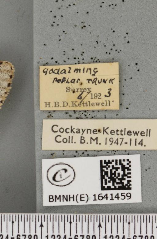 Furcula bifida Brahm, 1787 - BMNHE_1641459_label_242220