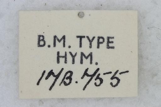 Ptilothrix plumata Smith, F., 1853 - Ptilothrix_plumata-BMNH(E)#970988_syntype-label_5-0_8X