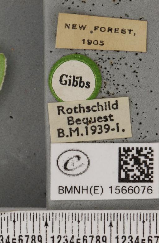 Bena bicolorana (Fuessly, 1775) - BMNHE_1566076_label_293224