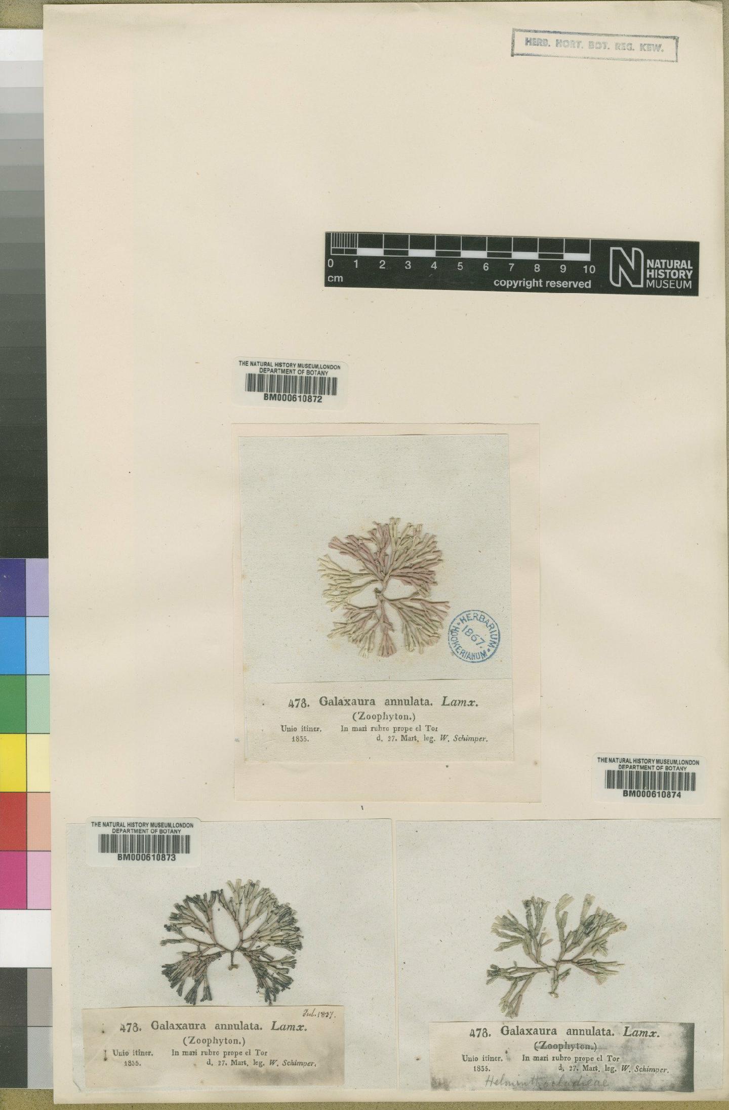 To NHMUK collection (Galaxaura schimperi Decaisne; Syntype; NHMUK:ecatalogue:4789433)