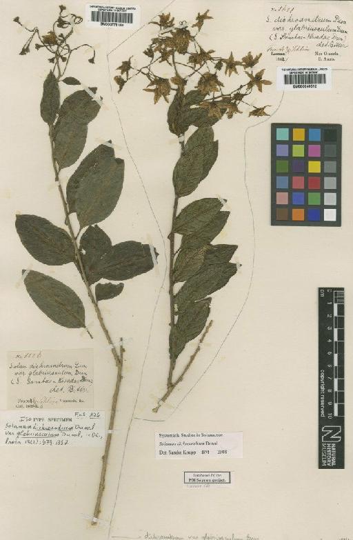 Solanum dichroandrum Dunal - BM000778190