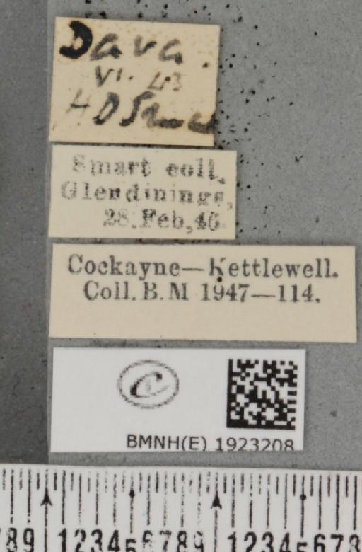 Ematurga atomaria (Linnaeus, 1758) - BMNHE_1923208_label_487789