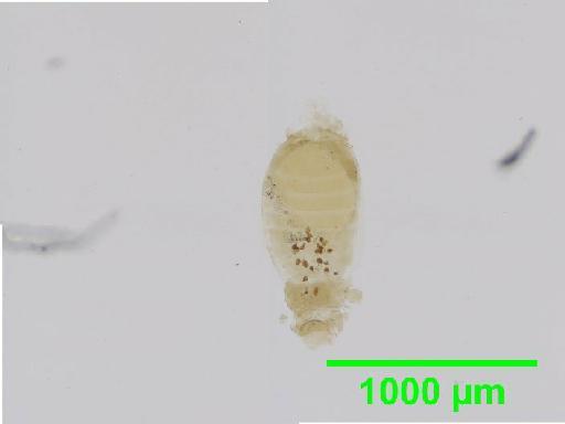 Liposcelis paetus Pearman, 1942 - 010150888__2016_03_17_s1