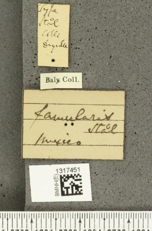 Calligrapha (Polyspila) ramulifera Stål, 1859 - BMNHE_1317451_label_16945