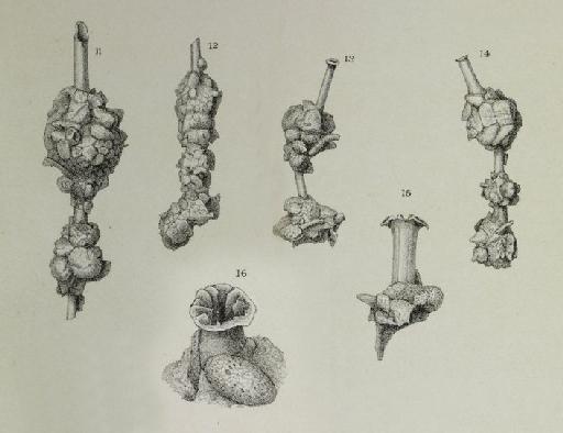 Nubecularia divaricata (Brady, 1879) - ZF2006_76_16_Nubeculina_divaricata.jpg
