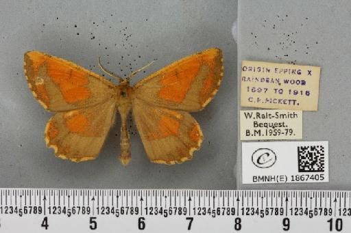 Angerona prunaria ab. pickettaria Prout, 1903 - BMNHE_1867405_439642