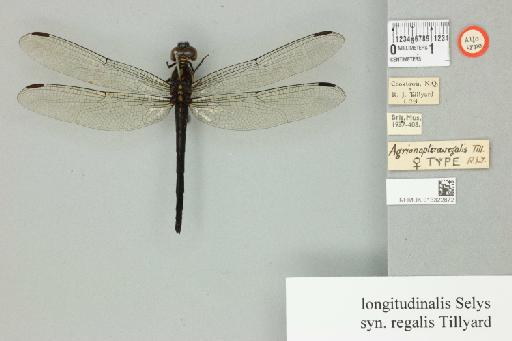 Agrionoptera regalis Tillyard, 1908 - 013322872_dorsal