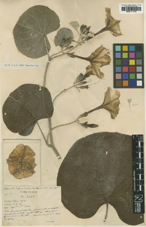 Ipomoea ornata (Roxb.) J.R.I.Wood & Scotland - BM001014519