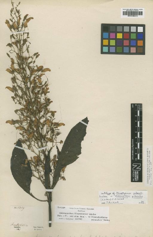 Habracanthus diversicolor Lindau - BM000992572