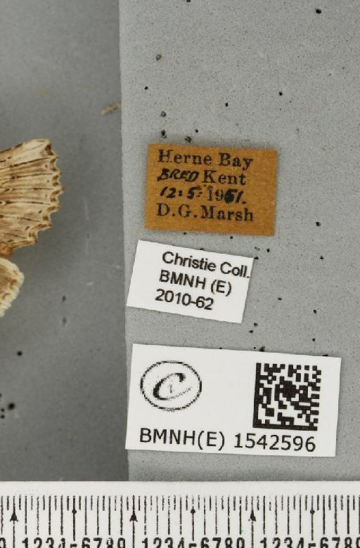 Pterostoma palpina palpina (Clerck, 1759) - BMNHE_1542596_label_246867