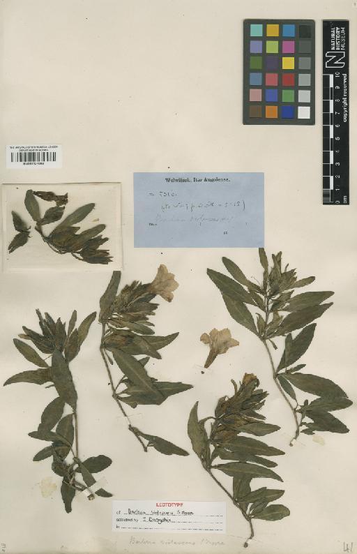 Barleria violascens Moore - BM001124098