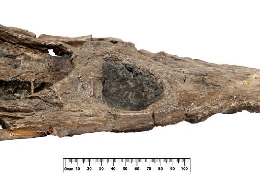 Mycterosuchus nasutus Andrews, 1909 - PV R 2617 skull 008