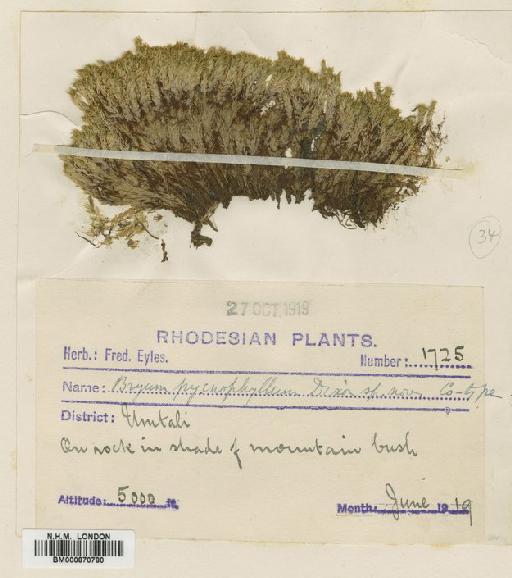 Bryum pycnophyllum (Dixon) Mohamed - BM000870780