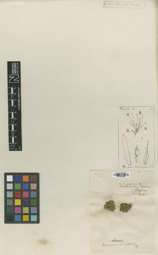 Ephemerum diversifolium Mitt. in Harv. - BM000983083
