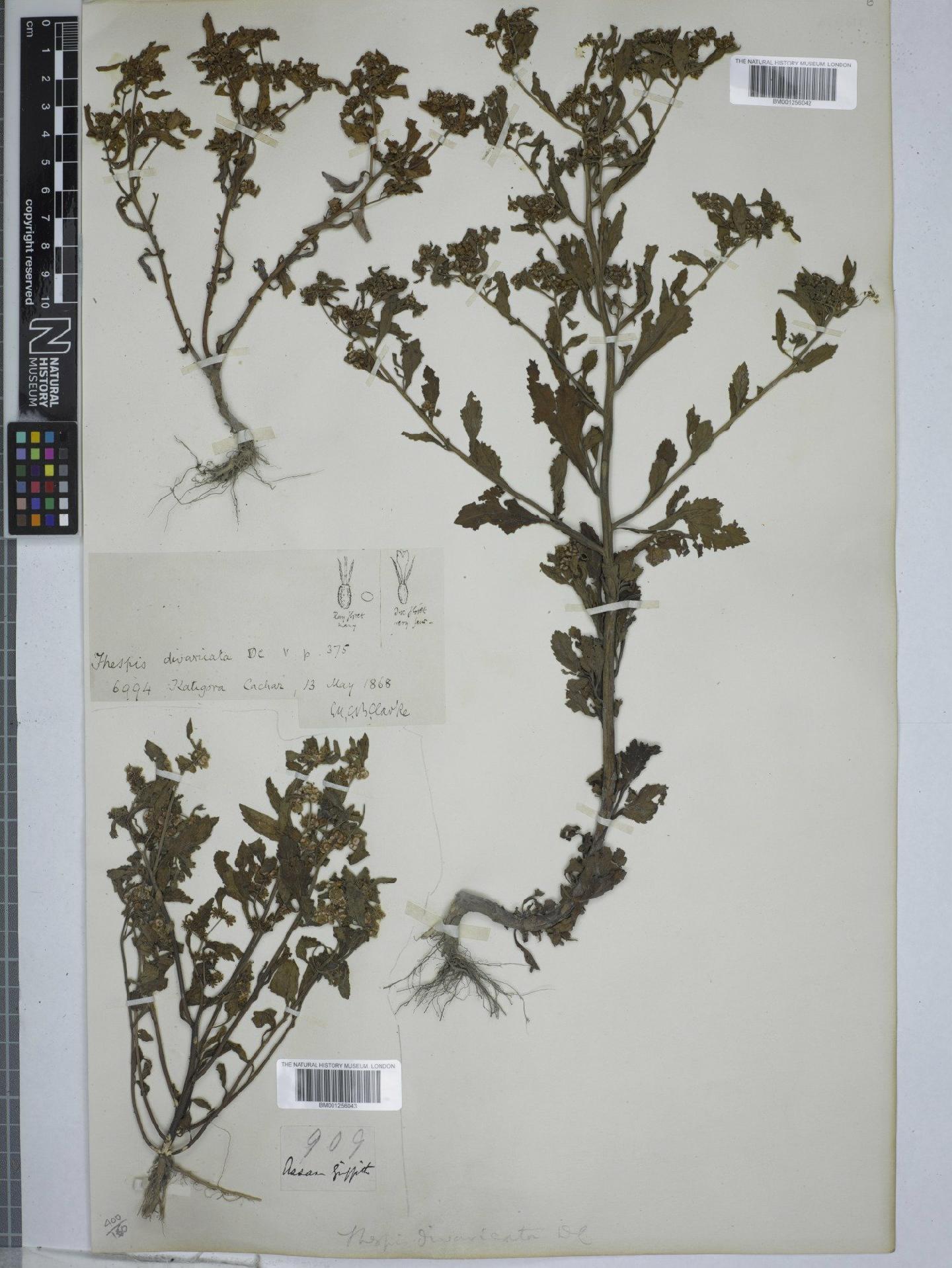 To NHMUK collection (Thespis divaricata DC.; NHMUK:ecatalogue:9151118)