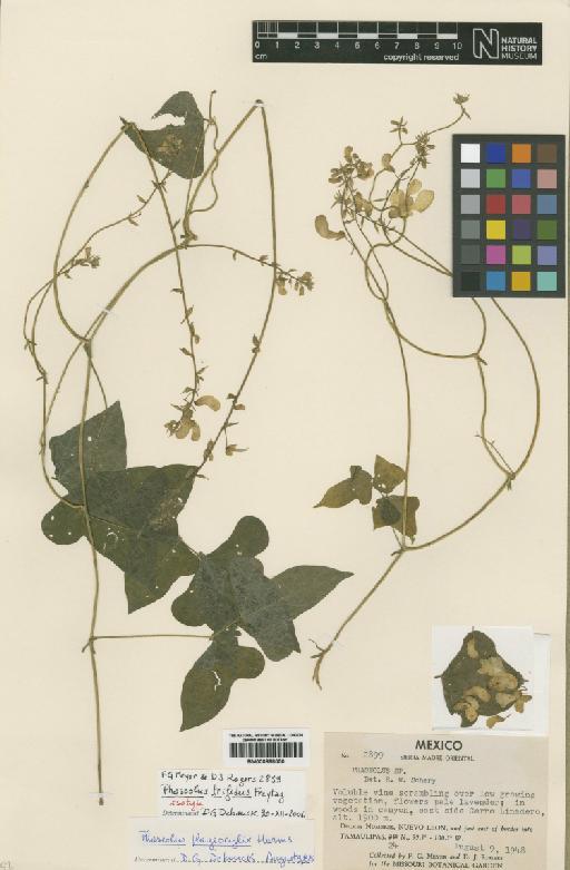 Phaseolus trifidus Freytag - BM000898050