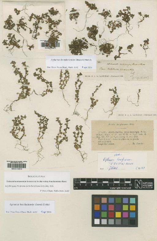 Aphanes bonifaciensis (Buser) Holub - BM000750818