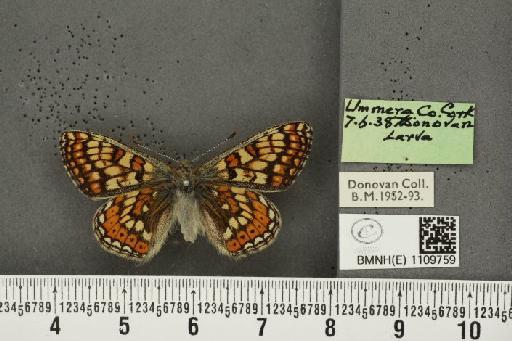 Euphydryas aurinia f. hibernica Birchall, 1873 - BMNHE_1109759_51183