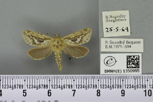 Korscheltellus lupulina (Linnaeus, 1758) - BMNHE_1350995_186389