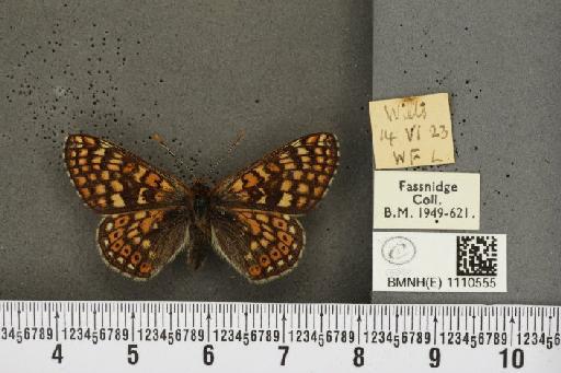 Euphydryas aurinia (Rottemburg, 1775) - BMNHE_1110555_52160