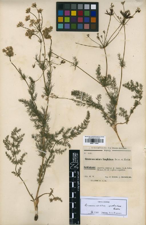 Grammosciadium scabridum Boiss - BM001125681