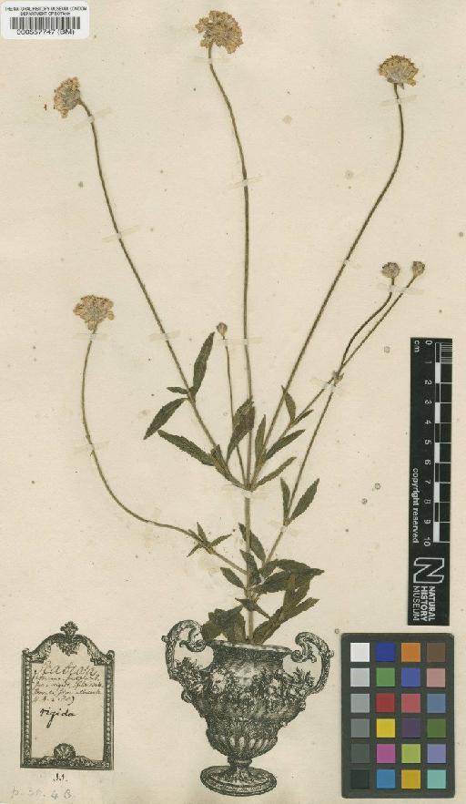 Scabiosa leucantha var. leucantha L. - BM000557747