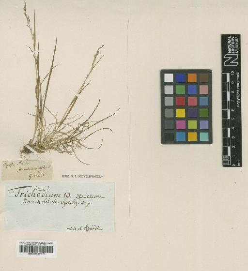 Agrostis stricta J.F.Gmel. - BM001042270