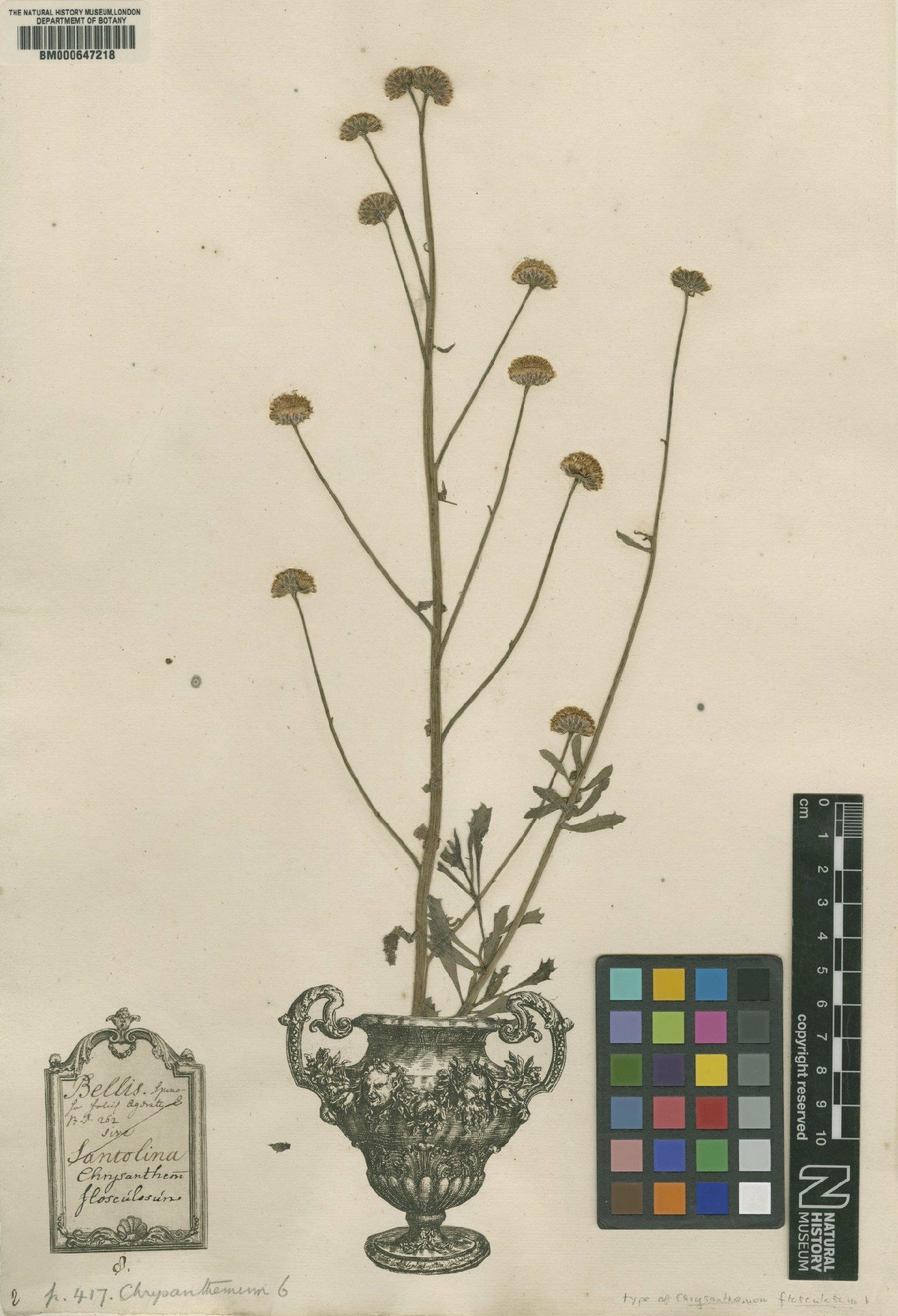 To NHMUK collection (Chrysanthemum flosculosum L.; Lectotype; NHMUK:ecatalogue:4704031)