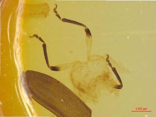 Galerucinae Latreille, 1802 - 010131562___1