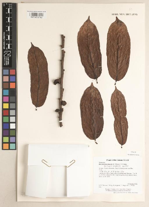 Brosimum lactescens (S.Moore) C.C.Berg - 014636792