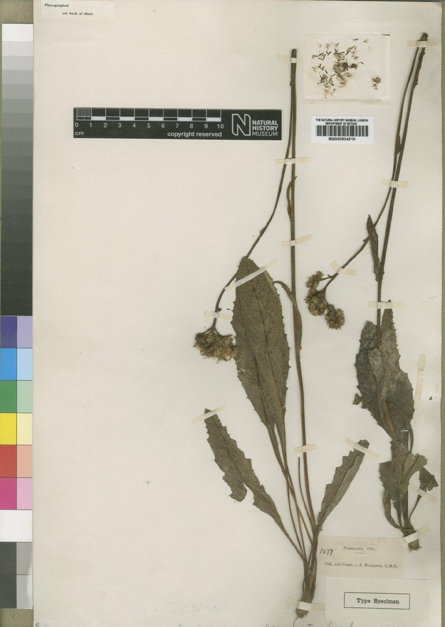 To NHMUK collection (Inula subscaposa Moore; Type; NHMUK:ecatalogue:4529338)